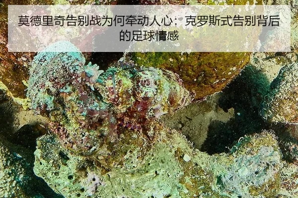 mo-de-li-qi-gao-bie-zhan-wei-he-qian-dong-ren-xin-ke-luo-si-shi-gao-bie-bei-hou-de-zu-qiu-qing-gan-2-990.jpg
